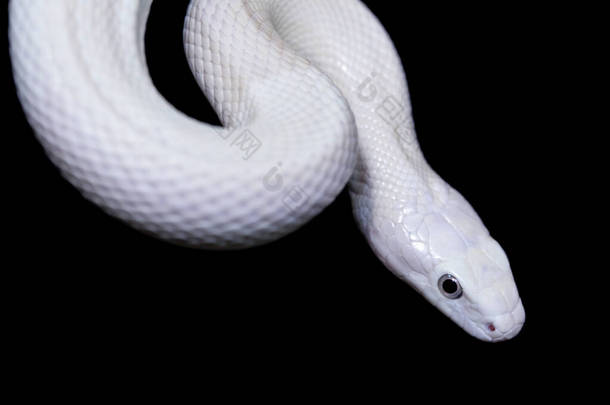 <strong>德克萨斯</strong>鼠蛇（英语：Texas rat snake，缩写Elaphe obsolete eta lindheimeri）是鼠蛇的亚种，在美国发现，主要分布在<strong>德克萨斯</strong>州。.