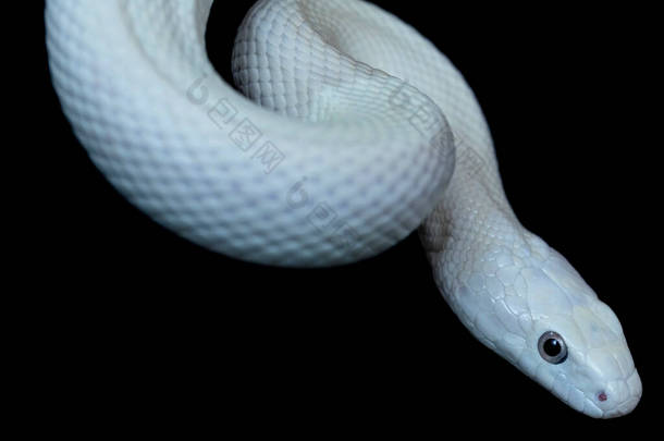 <strong>德克萨斯</strong>鼠蛇（英语：Texas rat snake，缩写Elaphe obsolete eta lindheimeri）是鼠蛇的亚种，在美国发现，主要分布在<strong>德克萨斯</strong>州。.