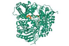 人胰岛素降解酶(绿色)与淀粉酶(棕色)复合物的结构，3D卡通模型分离，白色背景