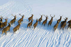 一群长着角的野鹿,鸟瞰着天空.冬季雪地上的雄鹿.