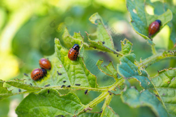 科罗拉多马铃薯甲虫幼虫吃掉了马铃薯叶.特写。关于保护农业植物不受虫灾侵害这一主题的一个很好的例证。高度细节。<strong>大佬</strong>