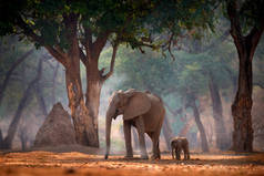 有小宝宝的大象非洲津巴布韦Mana Pools NP的大象。老森林里的大动物，黄昏，日落。自然界中神奇的野生动物场景。美丽栖息地中的非洲象.