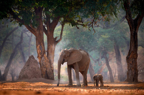 有小宝宝的大象非洲津巴布韦Mana Pools NP的大象。老森林里的大动物，黄昏，日落。自然界中神奇的野生动物场景。美丽栖息地中的非洲象.