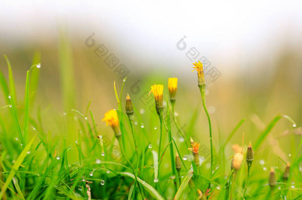 雨后，未吹散的黄色花朵点缀在绿草的衬托下，呈<strong>水滴状</strong>。从低处俯瞰草地的夏景