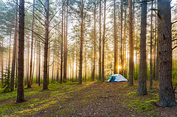 一个漂亮的<strong>游</strong>客拍摄。日出和雾的时候,帐篷在森林里.在<strong>树林</strong>里露营