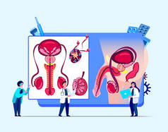 Andrologist,Urologist Scientists Doctors Examine Male Reproductive,Urogenital System Organ.Prostate 