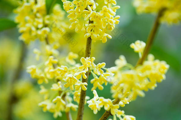 秋天<strong>芬芳芬芳</strong>的黄桂花盛开