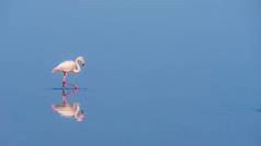 平静的景象犹如优雅的粉红火烈鸟在平静的水面上穿行，其倒影清晰可见。纳米比亚.