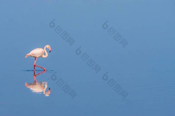 平静的景象犹如优雅的粉红火烈鸟在平静的水面上穿行，其倒影<strong>清晰可见</strong>。纳米比亚.