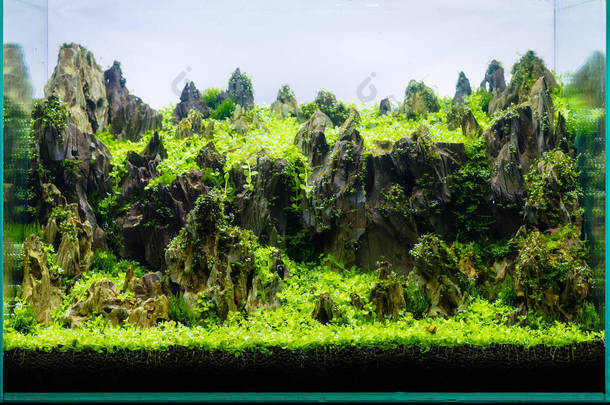 <strong>水族箱</strong>内有多种水生植物的近景图像.
