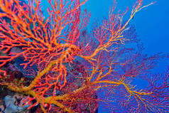 Sea Fan, Sea Wships, Gorgonian, Coral Reef, Bunaken National Marine Park, Bunaken, North Sulawesi, I