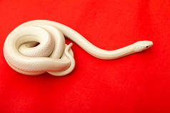 德克萨斯鼠蛇（英语：Texas rat snake，缩写Elaphe obsolete eta lindheimeri）是鼠蛇的亚种，在美国发现，主要分布在德克萨斯州。