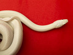 德克萨斯鼠蛇（英语：Texas rat snake，缩写Elaphe obsolete eta lindheimeri）是鼠蛇的亚种，在美国发现，主要分布在德克萨斯州。