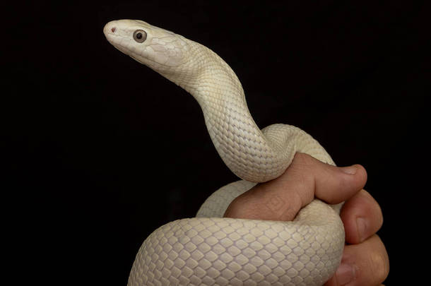 <strong>德克萨斯</strong>鼠蛇（英语：Texas rat snake，缩写Elaphe obsolete eta lindheimeri）是鼠蛇的亚种，在美国发现，主要分布在<strong>德克萨斯</strong>州。