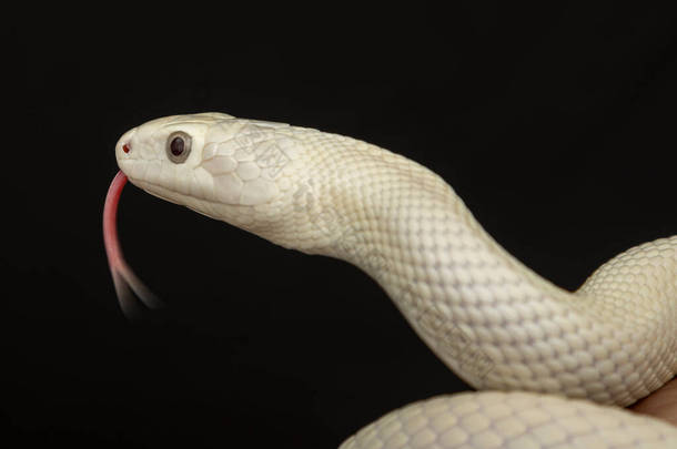 <strong>德克</strong>萨斯鼠蛇（英语：Texas rat snake，缩写Elaphe obsolete eta lindheimeri）是鼠蛇的亚种，在美国发现，主要分布在<strong>德克</strong>萨斯州。