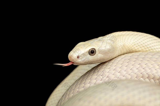 <strong>德克</strong>萨斯鼠蛇（英语：Texas rat snake，缩写Elaphe obsolete eta lindheimeri）是鼠蛇的亚种，在美国发现，主要分布在<strong>德克</strong>萨斯州。