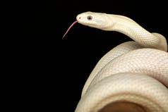 德克萨斯鼠蛇（英语：Texas rat snake，缩写Elaphe obsolete eta lindheimeri）是鼠蛇的亚种，在美国发现，主要分布在德克萨斯州。