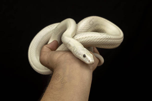 <strong>德克萨斯</strong>鼠蛇（英语：Texas rat snake，缩写Elaphe obsolete eta lindheimeri）是鼠蛇的亚种，在美国发现，主要分布在<strong>德克萨斯</strong>州。