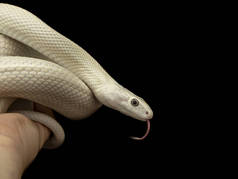 德克萨斯鼠蛇（英语：Texas rat snake，缩写Elaphe obsolete eta lindheimeri）是鼠蛇的亚种，在美国发现，主要分布在德克萨斯州。