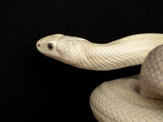 德克萨斯鼠蛇（英语：Texas rat snake，缩写Elaphe obsolete eta lindheimeri）是鼠蛇的亚种，在美国发现，主要分布在德克萨斯州。