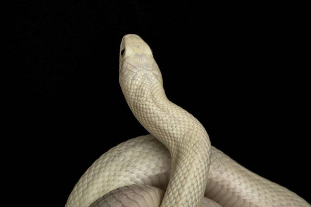 <strong>德克</strong>萨斯鼠蛇（英语：Texas rat snake，缩写Elaphe obsolete eta lindheimeri）是鼠蛇的亚种，在美国发现，主要分布在<strong>德克</strong>萨斯州。