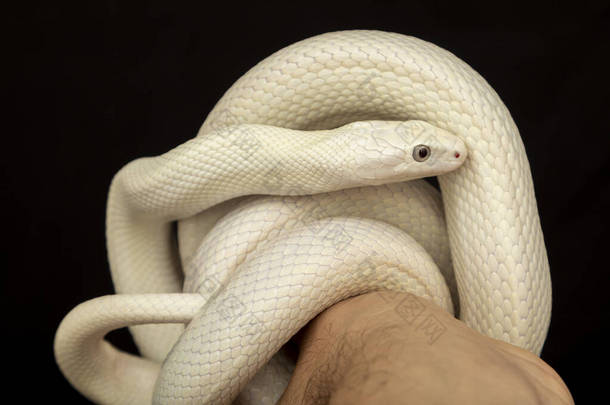 <strong>德克</strong>萨斯鼠蛇（英语：Texas rat snake，缩写Elaphe obsolete eta lindheimeri）是鼠蛇的亚种，在美国发现，主要分布在<strong>德克</strong>萨斯州。