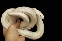 德克萨斯鼠蛇（英语：Texas rat snake，缩写Elaphe obsolete eta lindheimeri）是鼠蛇的亚种，在美国发现，主要分布在德克萨斯州。