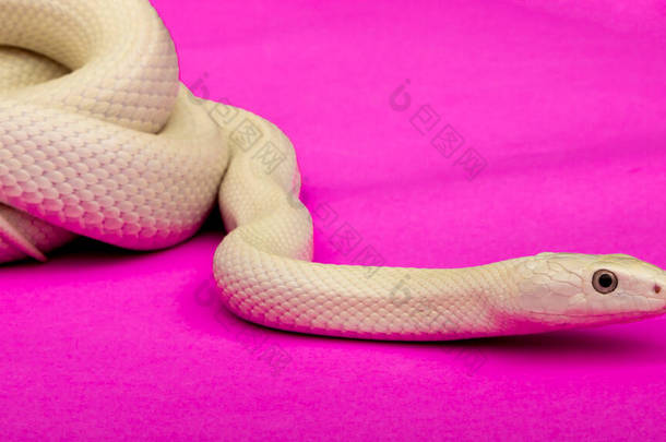 <strong>德克萨斯</strong>鼠蛇（英语：Texas rat snake，缩写Elaphe obsolete eta lindheimeri）是鼠蛇的亚种，在美国发现，主要分布在<strong>德克萨斯</strong>州。