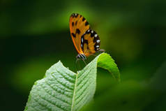Pardalis的Veladyris，来自南美洲厄瓜多尔San Isidro的黑色橙色蝴蝶。昆虫坐在热带雨林的绿叶上.野生生物性质.