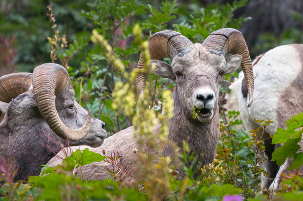 美国蒙大拿州冰川国家公园的多头大角羊。雄伟的Ovis canadensis在它的自然栖息地。美丽的<strong>野生动物</strong>以植物为食.美国落基山脉的<strong>野生动物</strong>.