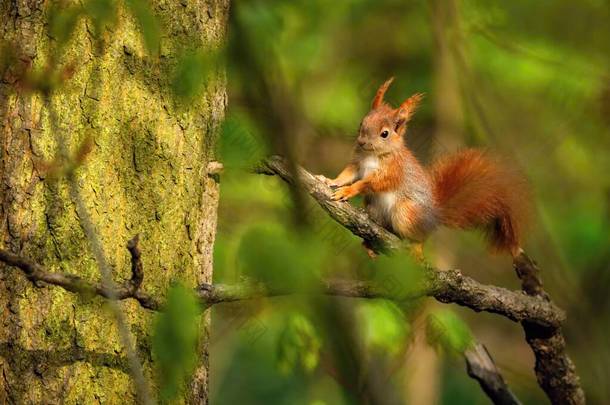 一只可爱的欧洲红松鼠，尾巴蓬松，坐在树枝上，<strong>周</strong>围长满绿叶和绿树。森林里阳光灿烂的<strong>春</strong>天.