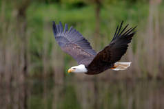 在荷兰南部飞行的秃鹰或美洲鹰（Haliaeeetus leucohead us）
