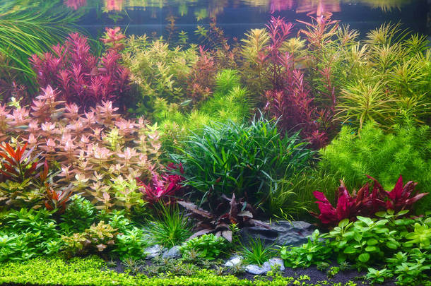 水族馆水族箱中色彩艳丽的水生植物，自然荷兰风格的水顶布置