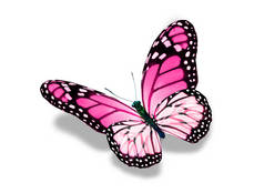 色彩艳丽的帝王蝴蝶，在白色的背景上与世隔绝