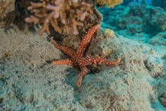在红海海底的海星，以色列鳗鱼