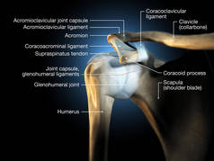 三维图像显示人类肩关节与骨骼、韧带和胶囊