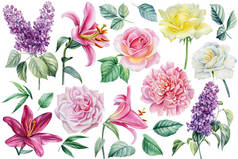 百合花，玫瑰，牡丹和百合花，白色背景，手绘。水彩画植物学说明