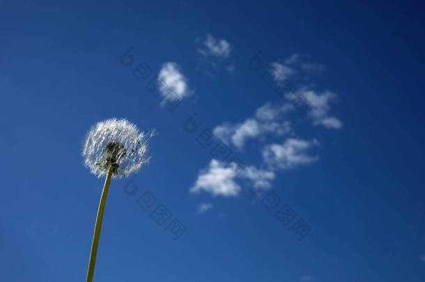 蓝色天空上的一朵白色绒毛蒲公英.一种夏季植物的圆头。自由的概念，对未来的梦想