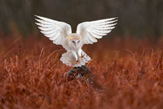 猫头鹰张开翅膀飞翔。Barn Owl, Tyto Alba,早上在红草上空飞行。野生动物的自然景观。寒冷的日出，动物在栖息地。森林里的小鸟.