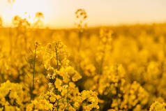 有黄色花朵和金色日落色调的菜籽田.