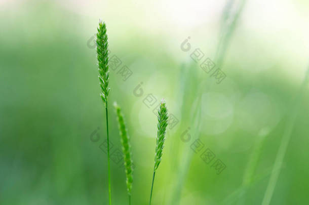 Cynosurus cristatus, the crested dog's-tail, is a short-lived perennial grass in the family Poaceae.