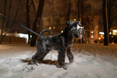 在冬天，迷你雪纳犬在一条皮带上散步，在雪地里散步。晚上在公园里。站在雪地上的狗的美丽画像.