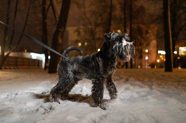 在冬天，迷你雪纳犬在一条皮带上散步，在雪地里散步。晚上在公园里。站在雪地上的狗的美丽画像.