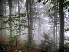 雾中的森林倒下的树林。晨雾弥漫的秋天的森林.老树风景秀丽,绿树成荫,绿叶红叶斑斓,雾蒙蒙.自然背景。黑雾密林