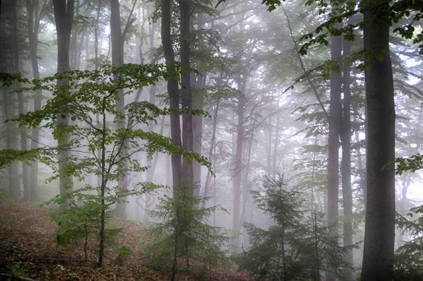 雾中的森林倒下的<strong>树林</strong>。晨雾弥漫的秋天的森林.老树风景秀丽,<strong>绿树</strong>成荫,绿叶红叶斑斓,雾蒙蒙.自然背景。黑雾密林
