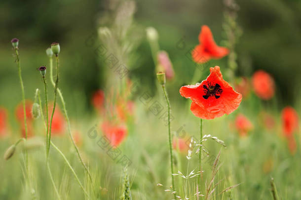 绿地上生长着鲜红的野果，与雨水淋湿的花瓣紧密相连