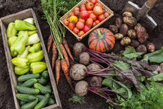 不同新鲜有机蔬菜在园林土壤中的秋收.新鲜收获的胡萝卜、甜菜、南瓜、土豆、西红柿、胡椒和黄瓜