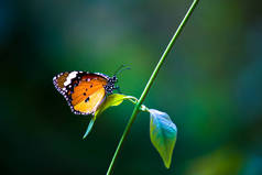 春天里，花草上的白虎蝴蝶或也被称为达瑙斯菊花的图片