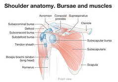 肩部解剖。布尔萨和肌肉.