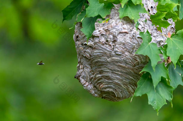 白发大黄蜂（Dolichovespula maculata）在公园的一棵树上筑巢。蜂种还被称为<strong>秃头</strong>空中黄衣、<strong>秃头</strong>蜂类、<strong>秃头</strong>蜂类、白脸蜂类等